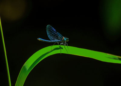 libellula